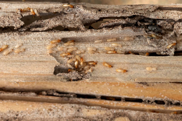 Avenue B And C, AZ Pest Control Company